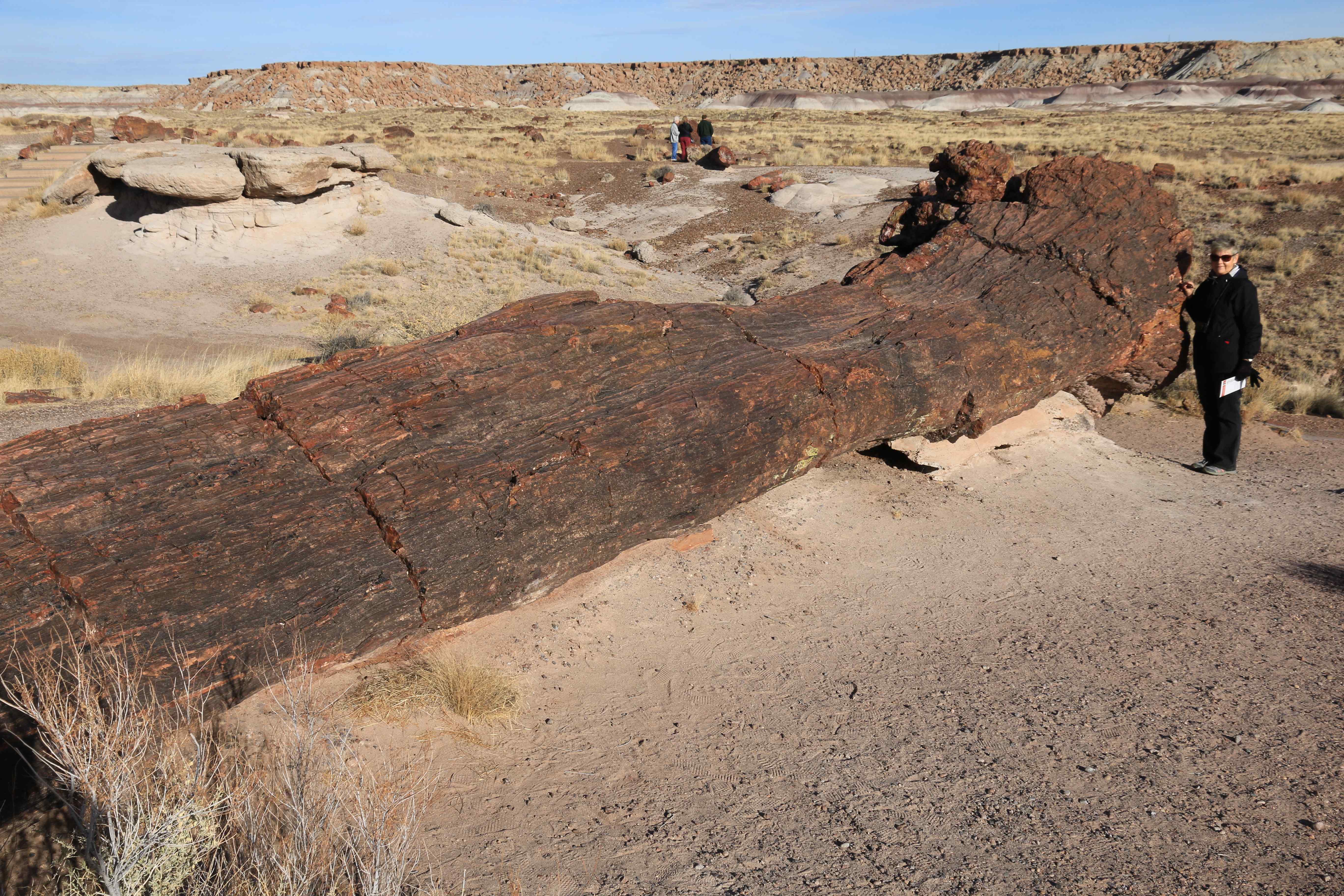 Petrified Forest NP